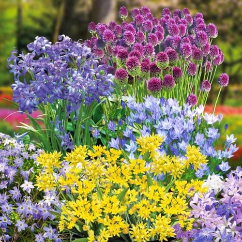 Image of 300 Spring Flowering Bulb Collection - 300 Hardy Bulbs for Borders & Containers, Includes Alliums, Chionodoxa, Ipheion & More for Continuous Blooms by Thompson and Morgan