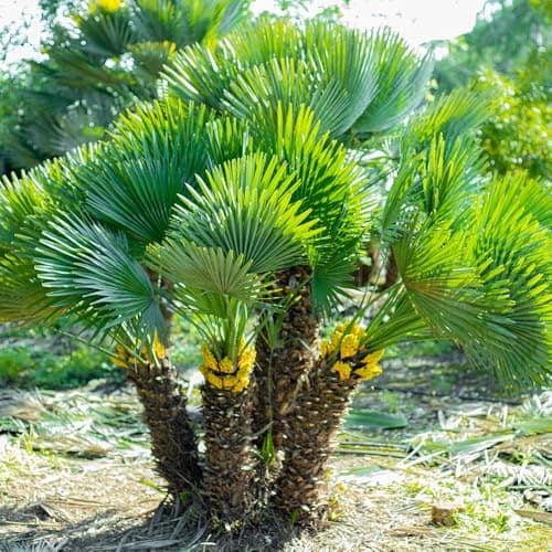 Image of YouGarden Hardy Fan Palm, Chamaerops humilis, 40-50cm Tall in 14cm Pot, Exotic Dwarf Palm for UK Gardens