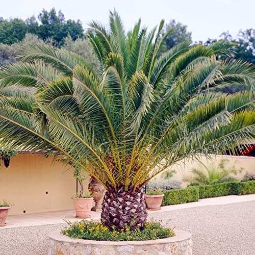 Image of Canary Island Date Palm - Phoenix Canariensis Plant | Outdoor Hardy Tall Evergreen Exotic Tropical Palm Tree Potted | Feature Garden Plant - 55-65cm