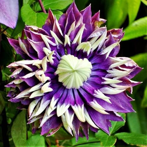 Image of Clematis Taiga Perennial Climber 9cm Pot Plant x1