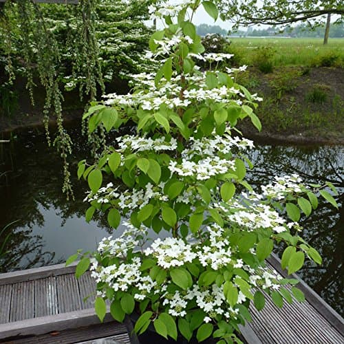 Image of Japanese Snowball Viburnum Large Potted Plant Hardy Outdoor Flowering Shrubs Garden Plants Flowers for the Outdoors Border or Patio Pots 1 x 3.6 Litre Pot Viburnum 'Kilimanjaro' by Thompson and Morgan