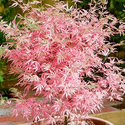 Image of Acer palmatum Taylor - Japanese Maple Tree | Large Outdoor Garden Ready Plant in Pot (50-70cm Incl. Pot)