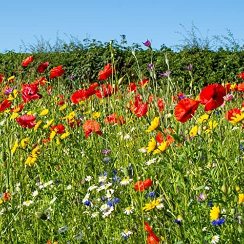 Image of Landlife Wildflowers Dual Purpose Wildflower Seeds LWXP - Wildflower Seed Mix with British Native Wildflowers. Colourful Wild Flowers Seeds UK for Long-Lasting Wildflower Meadows (10g)