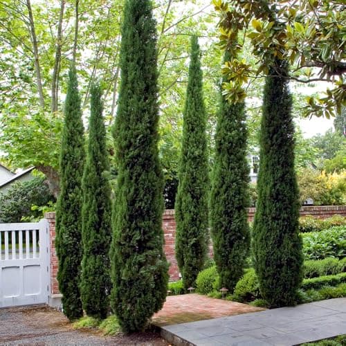 Image of YouGarden Pair of Italian Cypress Trees 60-80cm Tall Ornamental Plants in 14cm Pots, Mediterranean Trees for UK Garden in Pots, Garden Ready Plants for Outdoors