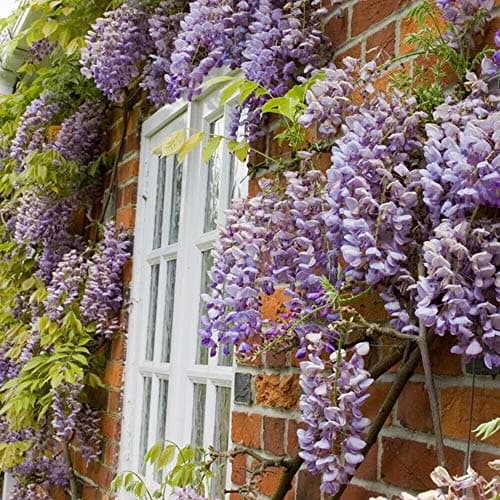 Image of Wisteria Sinensis Hardy Garden Climbing Shrub 2X 9cm Pot Plant Scented by Thompson and Morgan (2)