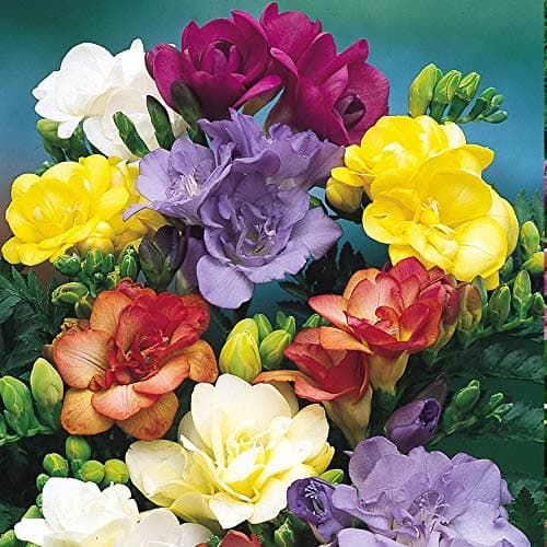 Image of 16 x Freesia Double Mixed Bulbs- Beautiful & Elegant Fragrant Double Blooms- Sweet Fragrance- for a Long Lasting Bouquet- for Your Colourful Garden