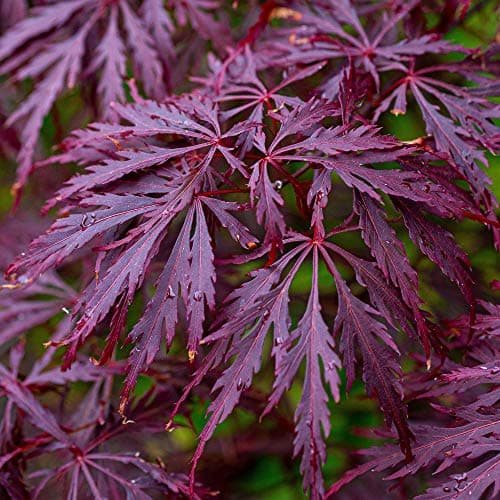 Image of Acer palmatum dissectum 'Garnet' | Japanese Maple Deciduous Potted Trees for Small Gardens | Premium Bushy Plant Shrub Tree in Pot (50-70cm (Incl. Pot))