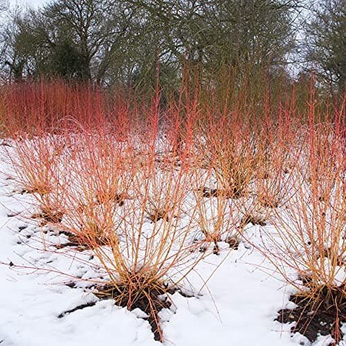 Image of Cornus sanguinea 'Midwinter Fire', Dogwood, Winter Colour, 1 x Garden Plant in A 9cm Nursery Pot by Suttons