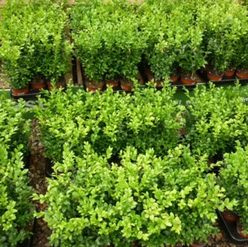 Image of Box Shrub x 10 Buxus Hedge Plants Hardy Evergreen Hedging Shrub- Buxus Sempervirens in 9cm Pots