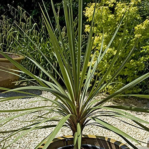 Image of YouGarden Pair of Cordyline Australis Torbay Palm Green 60-70cm Tall Plants in 17cm Pots