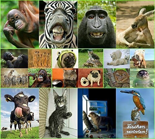 Image of Edition Colibri FUNNY ANIMALS #3: Set of 20 postcards (size 4" x 6") with funny, cheeky and funny animals for collectors and postcrossing