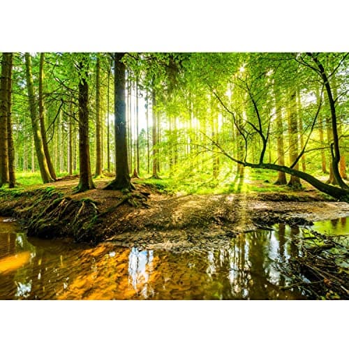 Image of Runa Art Photo Wallpaper Forest Bach 352 x 250 cm Non-Woven Wall Art XXL Moderne Living Room Bedroom Green Brown 9141011a