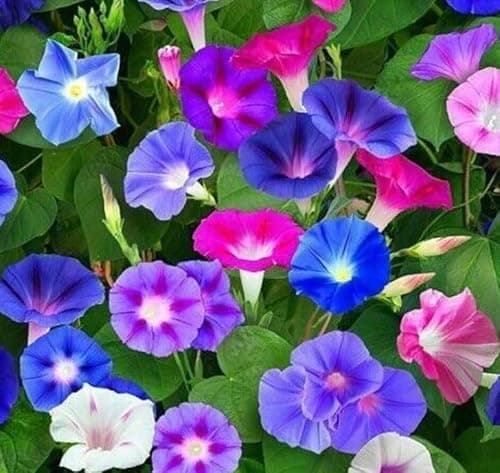 Image of Morning Glory Mixed Colorful - Ipomoea - PURPUREA CARNEVALE DI Venezia - Flower Fresh UK Sowing 100 Seeds