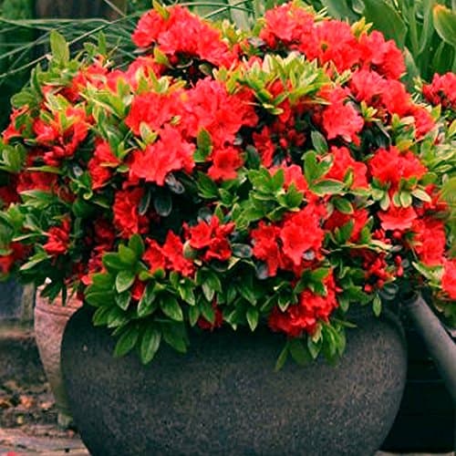 Image of 1 X RED Azalea Japanese Evergreen Shrub Hardy Garden Plant in Plastic Growers Pot (9cm Pot, 20-30cm)