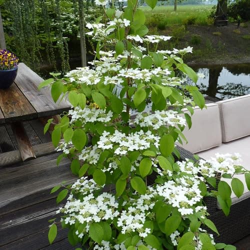Image of YouGarden Viburnum plicatum Kilimanjaro 'Sunrise', Established Plant in 3L Pot, Ready to Plant