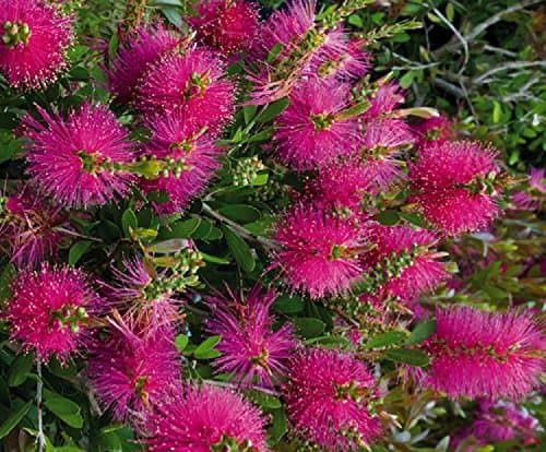 Image of 1X 2FT+ Large CALLISTEMON HOT Pink BOTTLEBRUSH Plant Evergreen Shrub - 3L