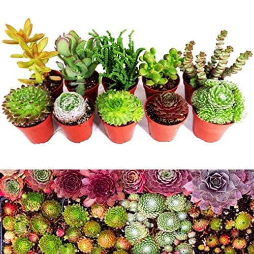 Image of 10 Sempervivum Succulent Plants - 5 Sempervivum - 5 Succulents Plants in 5.5cm Pots
