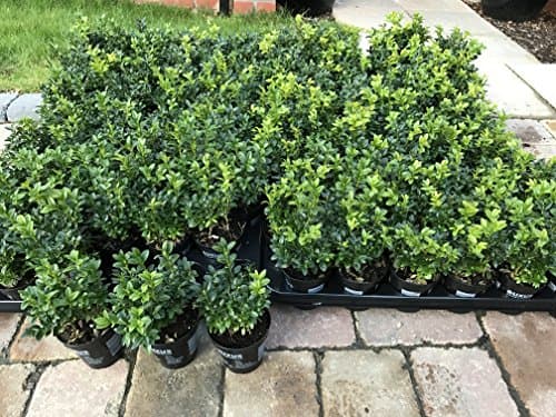 Image of 50 x Buxus Sempervirens (Box Hedging) Evergreen 15-25cm in 9cm Pot