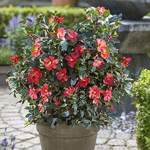 Image of Camellia ‘1001 Summer Nights’ Jasmine 1.6 Litre Pot x1 by Thompson and Morgan (1)