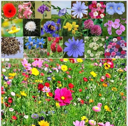 Image of Premium Wildflower Seeds Mix for Beautiful Garden and Landscaping - Non-GMO for Bees, Butterflies, and Hummingbirds - Easy to Grow NO Grass 50g