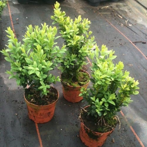 Image of Pack of 6 Buxus Sempervirens Box Hedging Buxus Sempervirens Box Hedging Approximately 20cm Tall - Evergreen Hedge Plants