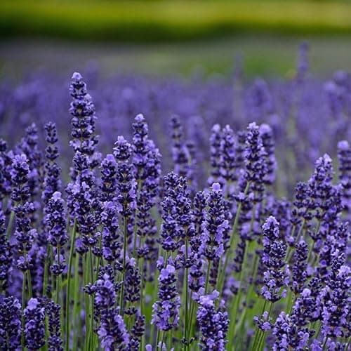 Image of 6 English Lavender Angustifolia 'Munstead' Perennial | 6 Medium Plug Plants | British Grown