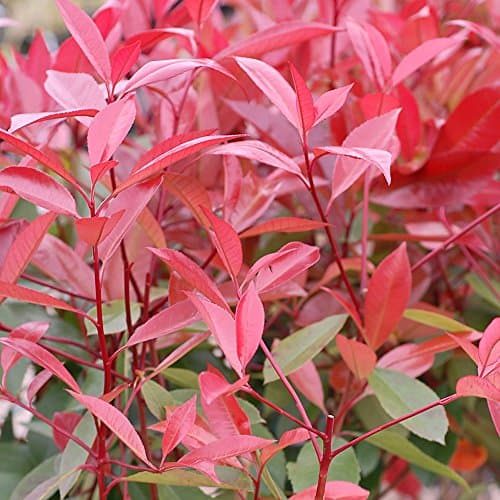 Image of Photinia Red Robin Tree Standard Plants Hardy Evergreen Outdoor Garden Plant for Patios & Outdoors Baring Red Foliage, 2 x in a 3L Pot by Thompson & Morgan