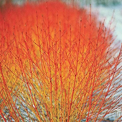 Image of Dogwood Winter Flame Hardy Cornus Shrubs Multipack with Amazing Colour in Winter, Outdoor Easy to Grow, 3 x Cornus Sanguinea Plants in 9cm Pots by Thompson and Morgan