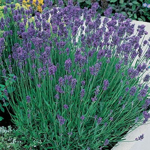 Image of Lavender Munstead 1ltr Plants in 13cm Pot (2 Plants)