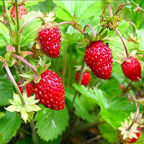 Image of PREMIER SEEDS DIRECT - Alpine Strawberry Regina - 500 Finest Seeds