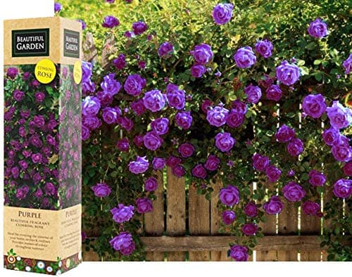 Image of 1 Purple Fragrant Climbing Bush Rose Bare Rooted Grden Plant Shrub