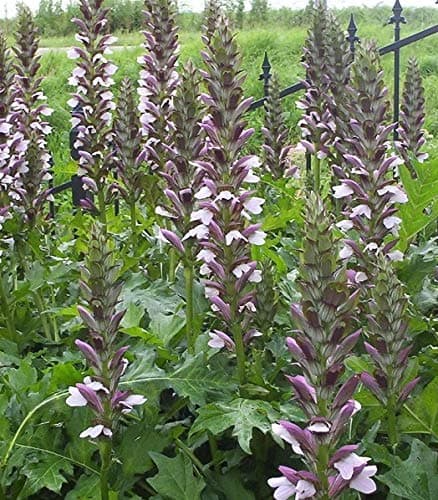 Image of Acanthus 'Mollis' Perennial 100mm Pot Plants Pack x3 Special