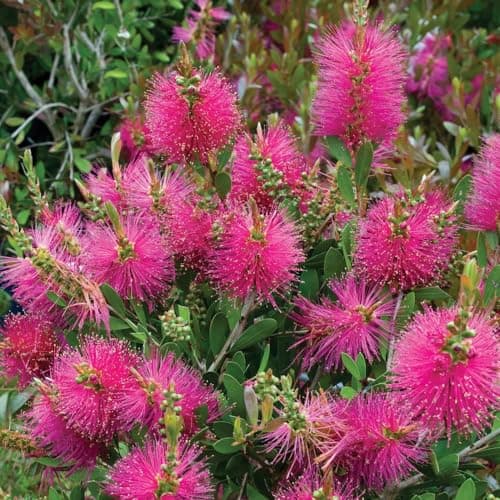 Image of Callistemon viminalis Hot Pink - Bottlebrush - Plant in 9 cm Pot
