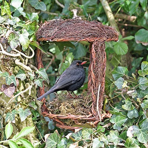 Image of Wildlife World Simon King Open Nest Buddy
