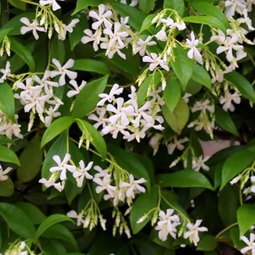 Image of Trachelospermum jasminoides in a 3 Litre Pot with Colour Care Label, Highly Scented Flowers | Garden Ready Climbing Plant by Plant Lovers Garden