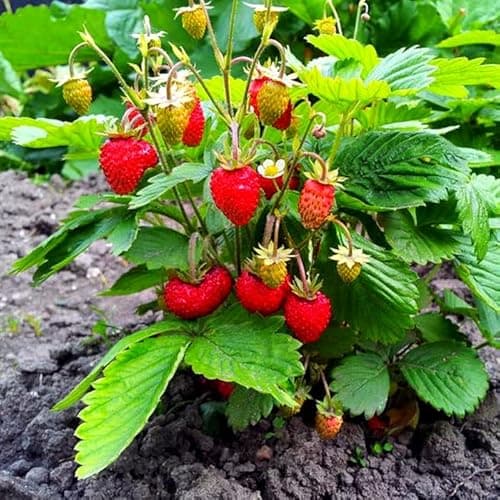 Image of Wild Woodland Strawberry - 300 Seeds + Plant tag + Freebie - Baron Solemacher Fragaria Vesca, Red