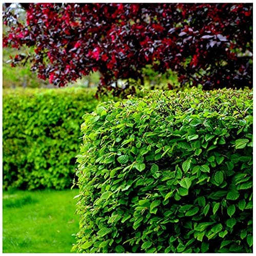 Image of 1 Hornbeam 2ft Hedging Plant in 1L Pot, Carpinus Betulus Tree Winter Cover 3fatpigs®