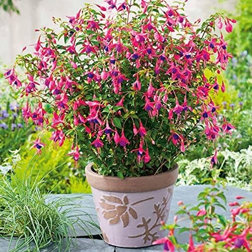 Image of Fuchsia 'Tom Thumb' (Hardy) - Extra Dwarf Shrub with Vibrant Red-Pink Flowers, Ideal for Garden Borders, Containers, and Rock Gardens - 1x 9cm Pot by Thompson and Morgan