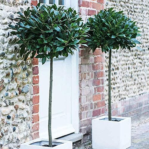 Image of Standard Bay Tree Hardy Garden Evergreen Laurel Excellent Gardener Gifts for Garden or Patio 1 x 4L Pots (Standard - 85-95cm Tall - 30-35cm Head) by Thompson and Morgan