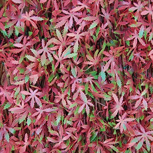Image of Tenax 1A180280 Artificial Hedge with Leaves Trellis Extensible in Willow, Divy 3D X-Tens Red Acer, 1x2 m, Red/Green