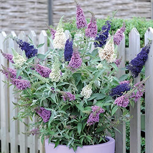 Image of Butterfly Bush Tricolour 3 in 1 Hardy Shrub Pink Purple White Attracts Pollinating Insects Low Maintenance Flowering Buddleja davidii Tricolour 1 x 12cm Pot by Thompson and Morgan
