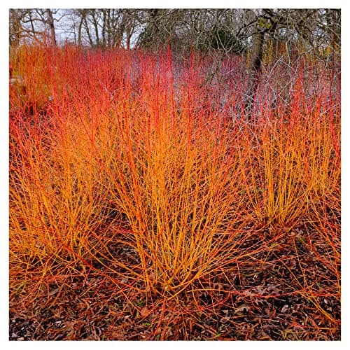 Image of 'Midwinter Fire' Dogwood/Cornus sanguinea in 9cm Pot 3fatpigs®