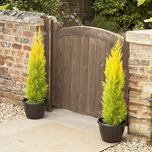 Image of You Garden - 3 x Cupressus Conifer Macrocarpa Goldcrest Tree in a 10.5cm Pot 28-30cm Tall - Supplied as 3 x Established Cypress Tree Ready to Plant in Ground or Large Pots
