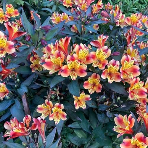 Image of Alstroemeria Indian Summer | Plug Plant | Perennial Plant