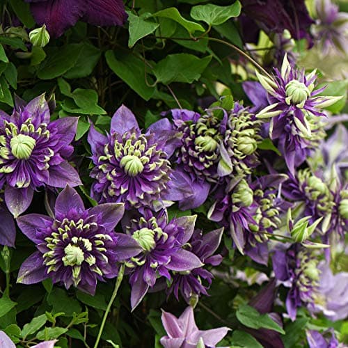 Image of Clematis Taiga Clematis Florida Taiga Old Man’s Beard Hardy Shrub Exotic Show Stopping Climber Ideal for Walls, Fences and trellises Easy to Grow and Maintain 9cm Pot by Thompson and Morgan (1)
