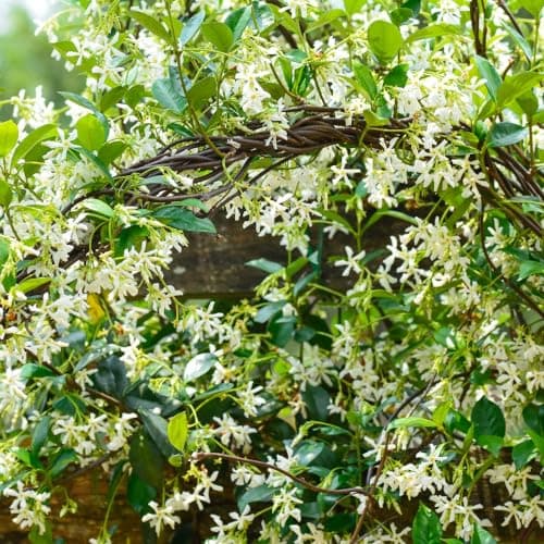Image of Trachelospermum jasminoides - Star Jasmine Plant, Fragrant Evergreen Climber – 3X 3 Litre Potted Plant by Thompson & Morgan