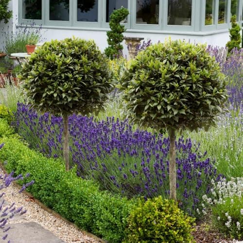 Image of YouGarden Bay Tree Standard Tree 70-80cm Tall, Single Garden Ready Potted Bay, for Patios and Gardens, Edible Plant Grow Your Own Herbs