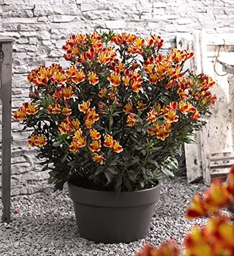 Image of Alstroemeria Indian Summer Garden Plant Hardy Perennial Flowering Garden Plants Summer Flowering Orange Flowers for Border or Pots 1 x Jumbo Plug Plant by Thompson and Morgan (1)