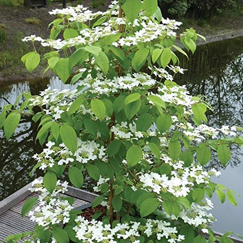 Image of Japanese Snowball Viburnum Plant, Hardy with Elegant White Blooms, Upright Growing for Shrub Borders Cottage & Woodland Gardens, 1 x 3.6 Litre Pot Viburnum Plicatum Kilimanjaro by Thompson and Morgan
