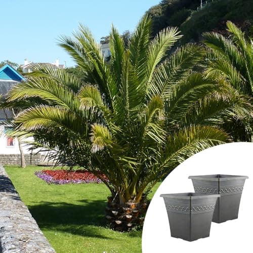 Image of YouGarden Phoenix canariensis Palm Trees, Pair of Established Plants in 14cm Pots, 55-75cm Tall, with Two Infinity Black Brushed Planters, Evergreen and Ready To Plant